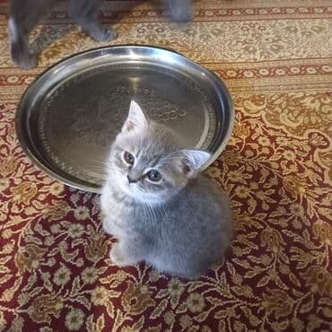 сколько стоит британский котёнок: Britan balaları. 55 günlük. Bir boz erkek qalan 3-cü dişi. Qum — 4