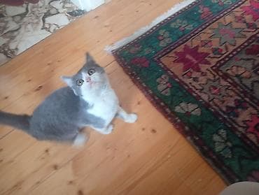 Yaxşı əllərə lalafo.az -da Yaxşı əllərə