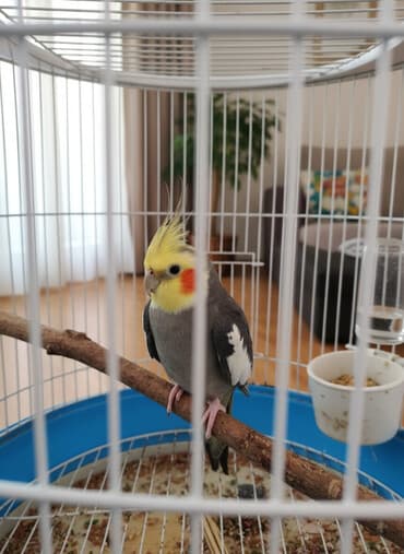 pişik ucun ev: Nimfa (cockatiel) tutuquşu və qəfəs dəsti - Növ: Nimfa tutuquşu — 1