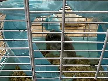 Heyvanlar üçün mallar: Hamster üçün iki mərtəbəli qəfəs – mavi/ağ Icinde bir eded hemster — 7