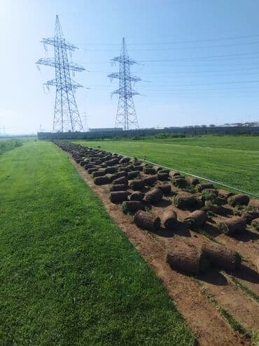 suni qazon qiyməti: Rulon qazon - Peşəkar qazon plantasiyasından kəsilib rulon halında — 10