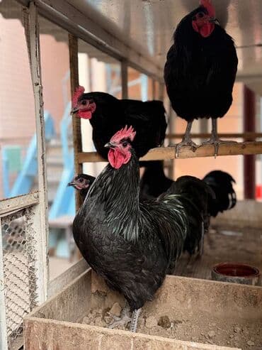 доска объявлений пчелы: Original Avstrolop toyuqlarinin mayali yumurtalari satilir cixim 99 — 4