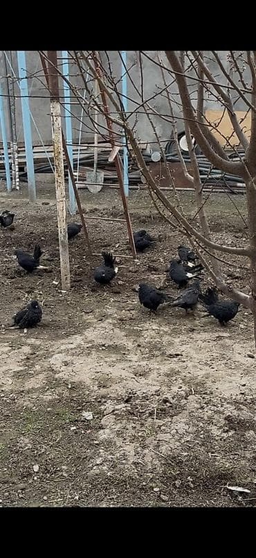 Quslar optom satilir 3 manatdan ciddi alicilar yazsin