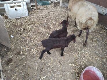 K/t heyvanları üçün mallar: Dişi, Qala, il: 2, 70 kq, Damazlıq — 2