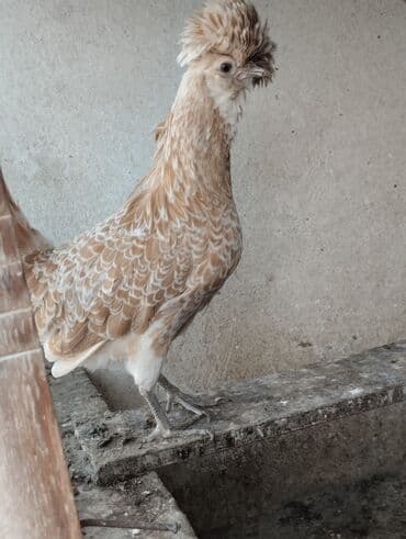 qarışqa yumurtası yağı qiyməti: Toyuq, Damazlıq — 2