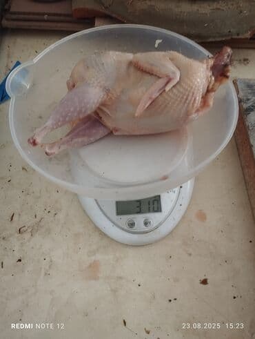 Bildirçin əti. Diri satışda olur. Qiymət çəkiyə görə dəyişir