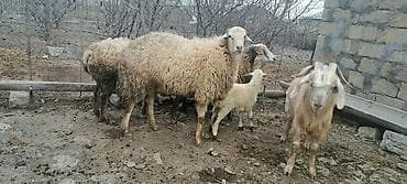 qoyun qoc: Heyvan göz qabağındadı mart ayı 1 yaşı olacağ şəkildə balaca düşür — 3