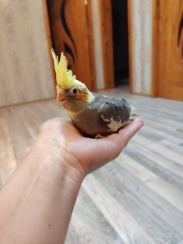 balonka it satilir: Nimfa papuqayı (Cockatiel) – əllə böyüdülmüş, insanla ünsiyyətə açıq — 3