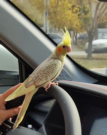 danişan quş: Salam bayram endi̇ri̇mləri̇ davam edi̇r . Bi̇ldi̇rmək i̇stərdi̇mki̇ — 4