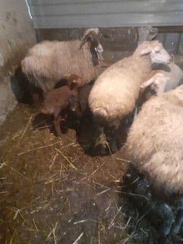 xacmazda satilan inekler: 1ci 2ci 4cü qardilar 470 deylir balali cidi şexsler zeng vursun — 9