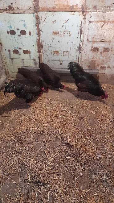 Птицы: Red İslam 1 xoruz 1 toyuq satılır Toyuq yumutlayır 1 il 3 aylıqdı — 2