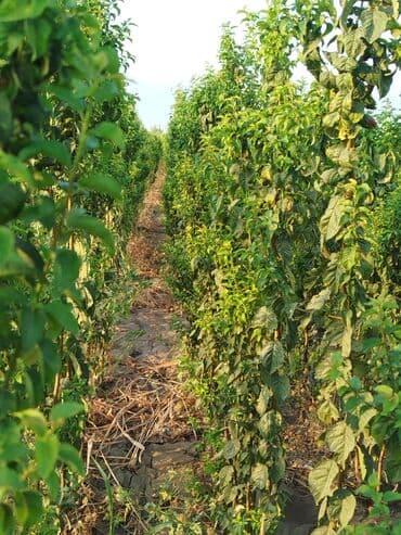 zeytun satışı: Hər növ ağac tinglerinin satışı — 17