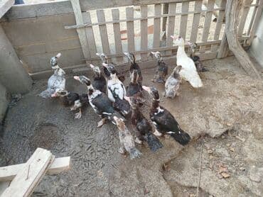 Muscovy ördək balaları (indo duck) – müxtəlif rənglərdə - Şəkillərdə — 1