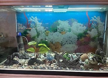 akvaryum bitki: Dördbucaq akvarium, Boş, 320 l, Ünvandan götürmə — 3