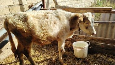 Коровы, быки: Теленок, Самец, Simental, месяцев: 6, Для мяса — 4