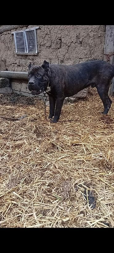 pişik su qabı: Kane-Korso, Peyvəndli — 2