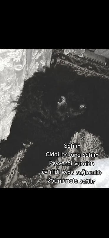 Pudel, 1 il, Erkək, Peyvəndli, Ünvandan götürmə — 1