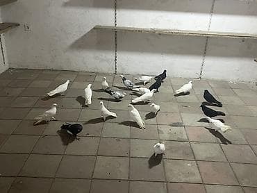 Salam tam sağlam quşlardır biri 5m aşağıda vermək olar lalafo.az -da Salam tam sağlam quşlardır biri 5m aşağıda vermək olar