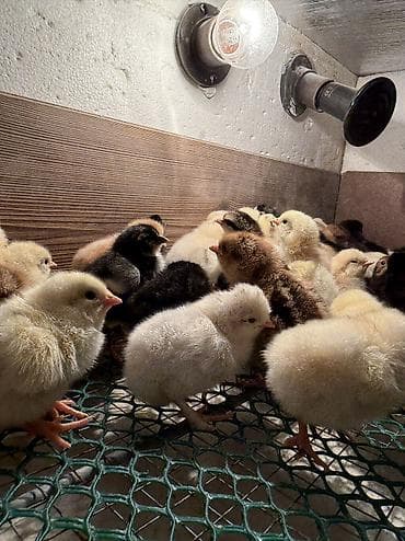 quş adları: 2 günüydülər 

Əldə az qalıb 1 əd 0.65 qəpiy

Ünvan binəqədi — 1