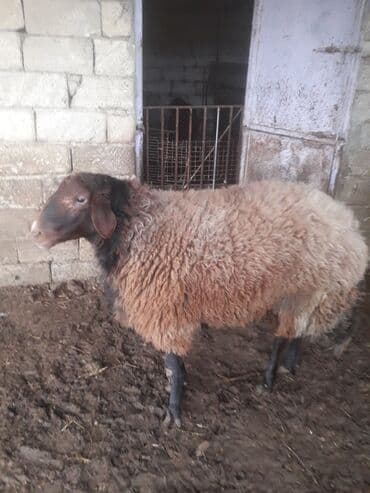 Qoyun – yerli ətlik/yunlu cins - Rəng: qəhvəyi yun, qara baş və qara