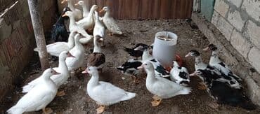 lal ördək balasi: Satılır kim istəsə zakaz edə bilər.Ünvan Biləsuvar — 13