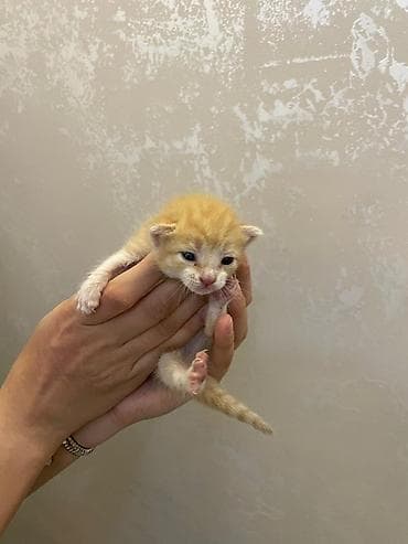 Balaları pişik sevər və onlara yaxşı balacaq şəxslərə verirəm) — 8