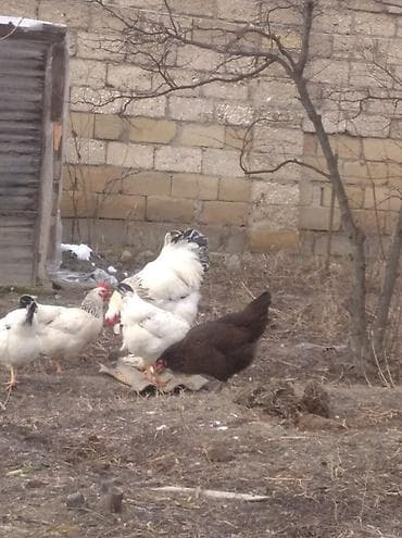 toyuqlar: Toyuq, Brama, Damazlıq, Ödənişli çatdırılma — 2