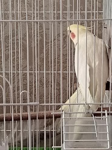 toy quşu: Tutu quşu 3 ədəd 2 ərkəy 1 dişi 2 ədəd yumurtası var vitamin dərmanı — 4