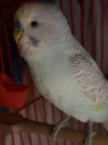 Məhsul: Dalmatian/Lutino qarışığına bənzər açıq mavi–ağ rəng — 2