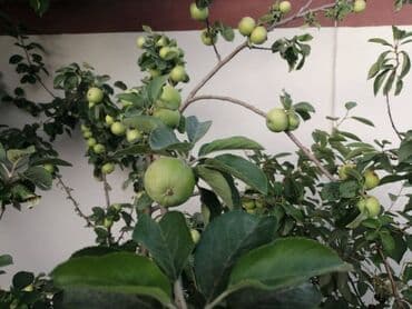 ev certiyojları: Hövsan qəs. 7 otaqlı, 234 kv. m, Yeni təmirli — 10