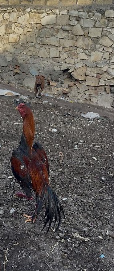 Satılır: Uzunboyun döyüş tipli xoruz Xüsusiyyətlər: - Cins tipi