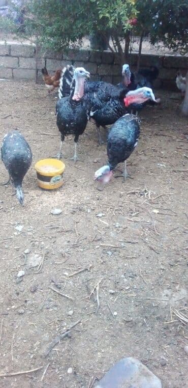 ayliq 10 azn internet: Satılır: Hinduşka sürüsü Təbii bəslənnmiş Hinduşkalar satışta - — 2