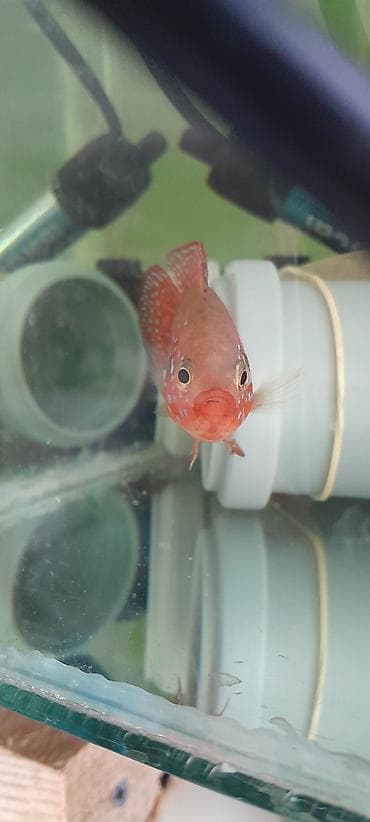 akvarium baliqi: Cixlid balığı — 3