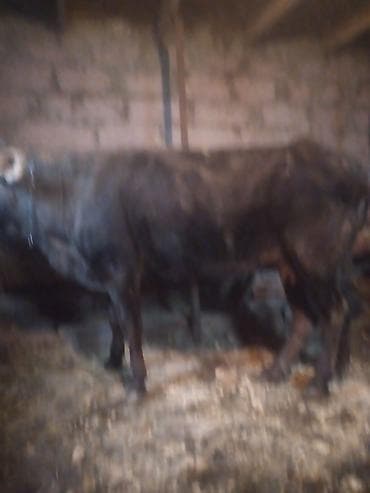 simental inek: Satılır – yerli mal-qara (öküz/buzağı) - Şəkillərdə görünən tünd — 3