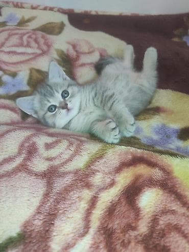 pekines balası: Şinşilla, Dişi, Yaxşı əllərə, Ünvandan götürmə — 6