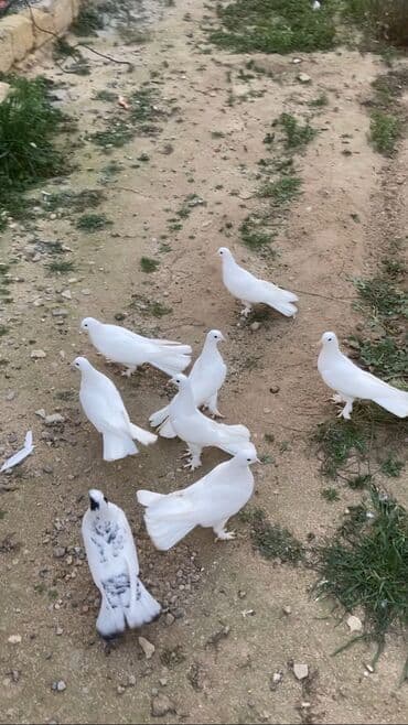 hazır ev çertyojları: Törəmə enniquyruğlar hazır cütlərdə var tək erkey mayalarda Quyruğ — 4
