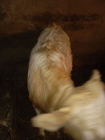 Сельхоз птицы: Erkek dana satılır unvan bine — 3