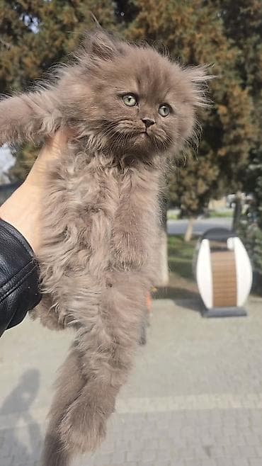 pişik aliram: Şotland uzun tüklü, Erkək, Yaxşı əllərə, Pulsuz çatdırılma — 2