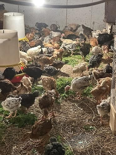 toyuq satan: Toyuq cücələri, Ətlik — 2