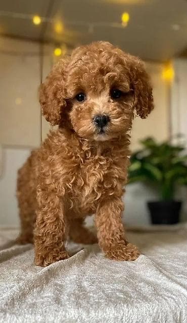 heyvanlar: Pudel, 1 ay, Erkek — 3