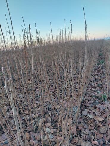 zeytun tingleri satilir: Məhsul: Şişburnu (itburnu/yaqutgülü) tingləri Təsvir: - Açıq sahədə — 3