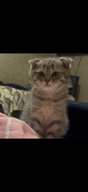 mingəcevir pişik: Şotland yastı qulaq — 1