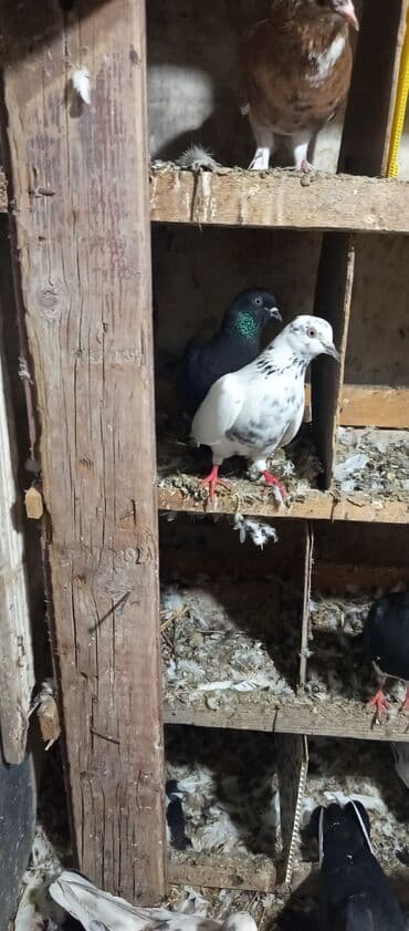 Информатика: Məhsul: Ev göyərçin(erkəy qara maya göyçil cütü 10 manta Təsvir: - — 1