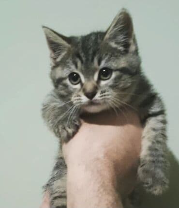 İtlər: Tabbi, Yaxşı əllərə — 1