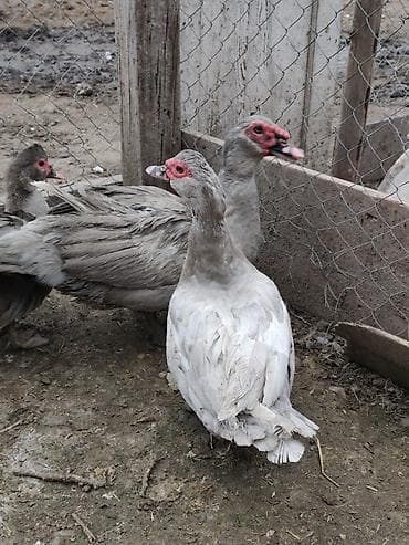 Pişiklər: Muscovy (indoutka) ördəkləri – boz-ağ rəng çalarlarında — 1