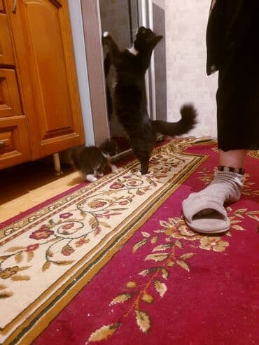 где можно купить котенка: Məhsul: Ev pişiyi və balası Təsvir: - Şəkillərdə iki pişik görünür — 1