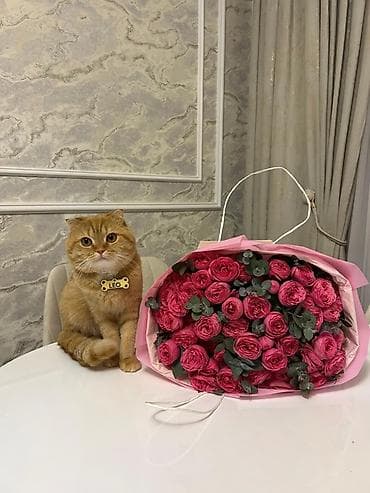 pişik şotlan: Şotland — 4