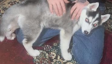 ucuz keci: Xaski, 3 ay, Dişi, Peyvəndli, Ünvandan götürmə — 2