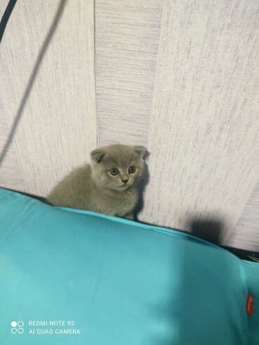 mingəcevir pişik: Şotland, Erkək, Dişi, Yaxşı əllərə, Ünvandan götürmə — 12