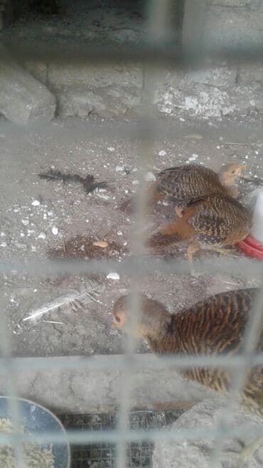 qirqovul yuvasi: Qizili qirqovul 3 dene 5 ayliq 2 ci il rengleri tam yayilacaq lap — 2